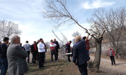 Beypazarı'nda sakızlık ağaçlarına Antep fıstığı aşılanacak