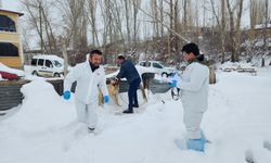 Ulaş'ta sahipli köpekler kimliklendiriliyor
