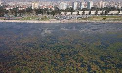 İzmir Körfezi'nde kıyıya yakın noktalarda yosun tabakası oluştu