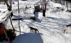 Artvin'de yiyecek arayan vaşak güvenlik kamerasınca görüntülendi