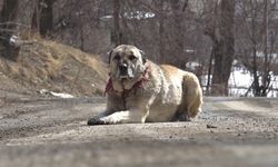 Hakkari'de sahipli köpekler kimliklendiriliyor, sahipsiz olanlar da toplanıyor