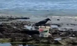 Karga kovadaki balığı alıp kaçtı