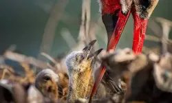 Yaren leyleğin 4 yavrusu da yumurtadan çıktı