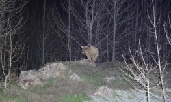 Nemrut’ta kış uykusundan uyanan ayılar bu yıl ilk kez görüntülendi