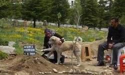 Nevşehir'de "Garip" adlı köpek, sahibinin mezarının başından ayrılmıyor