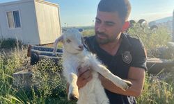 Başkent İtfaiyesi 4 ayda 1388 hayvanı kurtardı