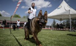 Ankara'da “Alman Çoban Köpeği Irk Standartları Yarışması” düzenlendi