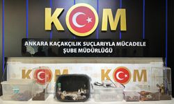 Ankara merkezli 5 ilde satışı yasaklı egzotik hayvan operasyonu
