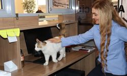 Amasya Adliyesi'nin sevimli kedisi 'Adalet'