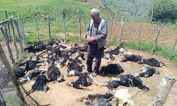 Bingöl'de ağıla giren kurtlar, 49 küçükbaşı öldürdü