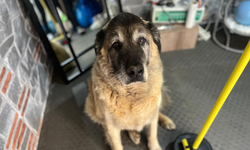3 ayda 10 kilo veren obez köpek 'Duman', sahiplenmeyi bekliyor