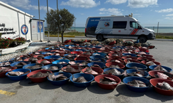 Arnavutköy'de kaçak avlanan 900 kalkan balığına el konuldu