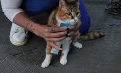 Depremzede kedi 'Defne'ye, 2 yıldır yuva aranıyor