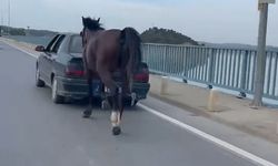 Otomobile bağladığı at ile ilerledi; 2 gözaltı