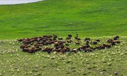 Iğdır'da 10 bin dönüm arazi mera olarak çiftçilerin hizmetine açıldı