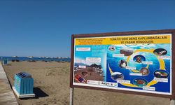 Muğla'da İztuzu Plajı'ndaki caretta caretta yuva sayısı 10'a ulaştı