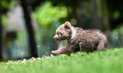 Gaziantep Doğal Yaşam Parkı'nın yeni sakini ayı yavrusu "Boncuk"a özenle bakılıyor