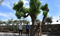 Şırnak'ta kilise avlusundaki 402 yıllık dut ağacının bakımı yapılıyor