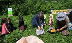 Artvin'de geleneksel çay hasadı etkinliği düzenlendi
