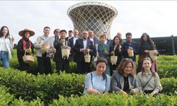 Çinli akademisyenler Uluslararası Çay Günü'nde Rize'de çay topladı