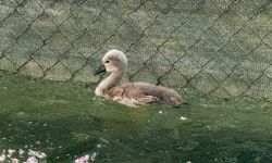 Kuğulu Park'taki yeni kuğunun adı "Parla" oldu