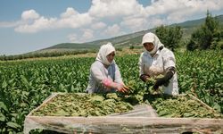 Eskinazi: Çin’in artan sağlıklı gıda talebini karşılamaya çalışacağız