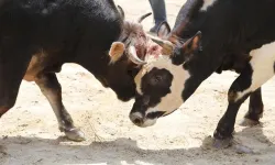 Ayder'de boğa güreşleri heyecanı