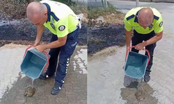 Yanan otların arasından kaplumbağayı kurtardılar