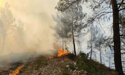 Balıkesir'de orman yangını