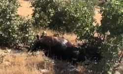 Batman'da silahla vurulmuş halde 7 yılkı atı bulundu