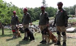 9 ülkeden 27 arama kurtarma köpeği İstanbul'daki şampiyonada