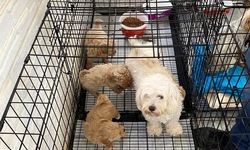 Kırklareli'de kaçak cins köpek üretim yerine baskın