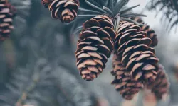 Aydın Çam Fıstığı da coğrafi işareti aldı