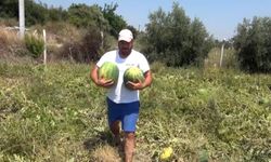 Tarladaki karpuzları vatandaşa ücretsiz dağıttı