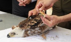 Trakya'da şah kartal ile leylekler için 'halkalama' çalışması