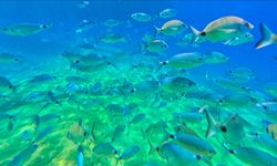 Fethiye'nin su altı dünyası dalış tutkunlarını ağırlıyor