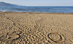 Muğla'da İztuzu Plajı'ndaki caretta caretta yuvalarının sayısı 300'e ulaştı