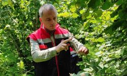 Rize'de 50 bin samuray arısı doğaya salındı