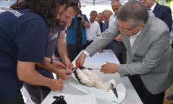 Sinop'ta 82 leylek yavrusu sağlık kontrolünden geçirilerek halkalandı
