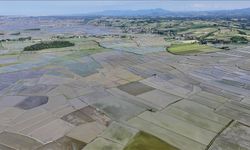 Samsun'un Alaçam ilçesinde 23 bin 800 dekar alanda çeltik ekimi yapılıyor
