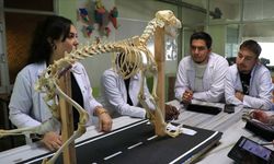 Hayvan kemiklerinden yapılan iskeletler yapay zekayla dijitale aktarılıyor