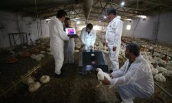 Tavuk çiftlikleri için geliştirilen "BroBot" kümes hastalıklarında erken teşhisi kolaylaştıracak
