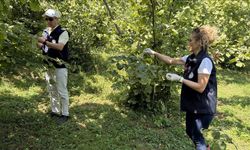 Giresun'da kahverengi kokarcayla mücadele için 55 bini aşkın samuray arısı doğaya salındı