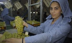 Diyabet hastalarının göz bebeği Superior Seedless üzümü sofralara girdi