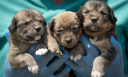 Başkentte yangından kurtarılan üç köpek yavrusu koruma altına alındı