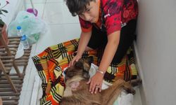 Havalı tüfekle vurulan köpek felç kaldı