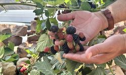 Siirt'te yüksek rakımda deneme üretimi yapılan böğürtlen olumlu sonuç verdi