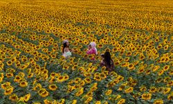 Karaman'da sarıya bürünen ayçiçeği tarlaları, fotoğraf tutkunlarını ağırlıyor
