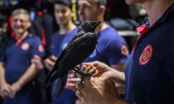 İtfaiye erleri tarafından kurtarılan "Zeytin" isimli karga istasyonun maskotu oldu