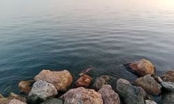 Zonguldak'ta su samuru görüntülendi